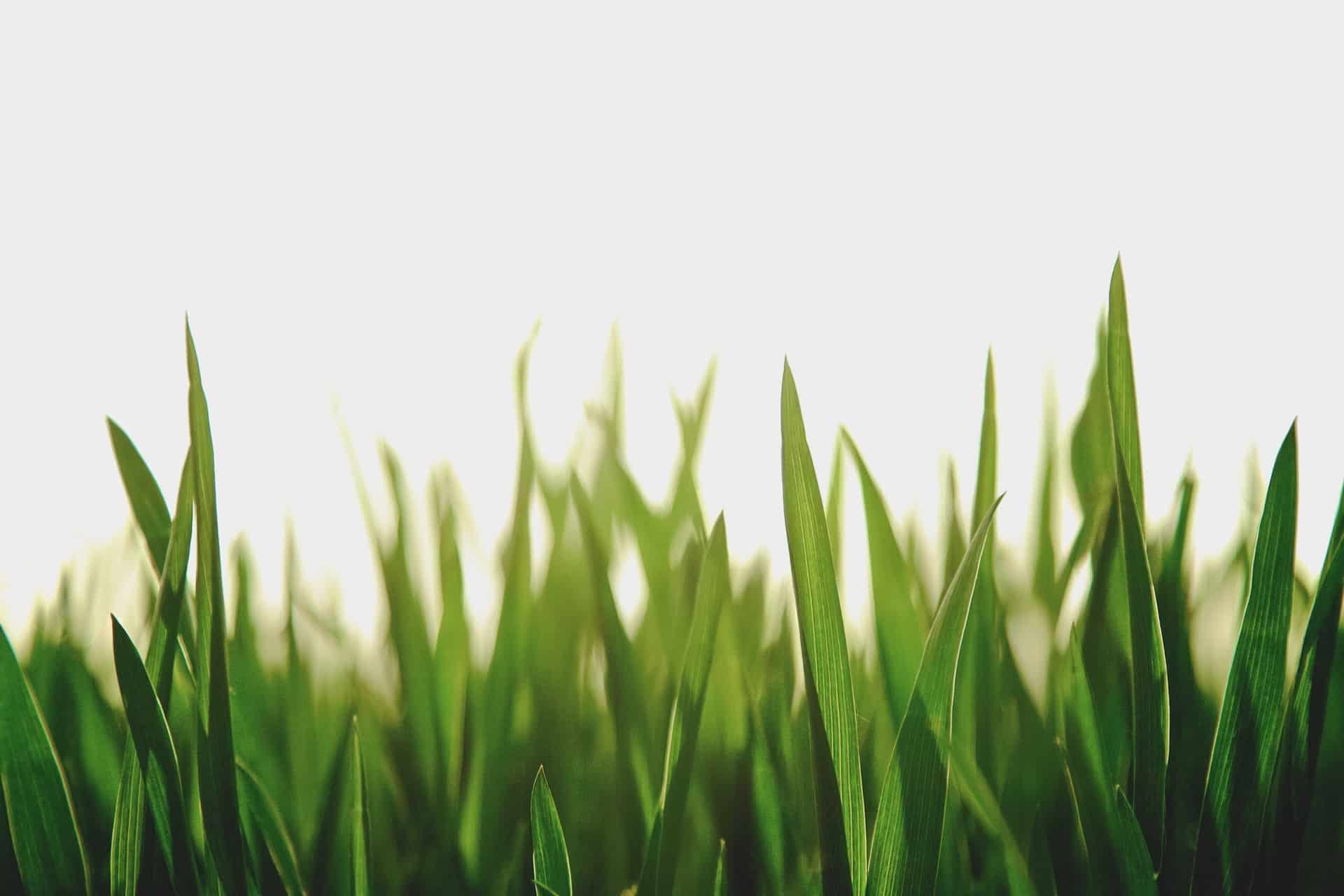 umjetna trava