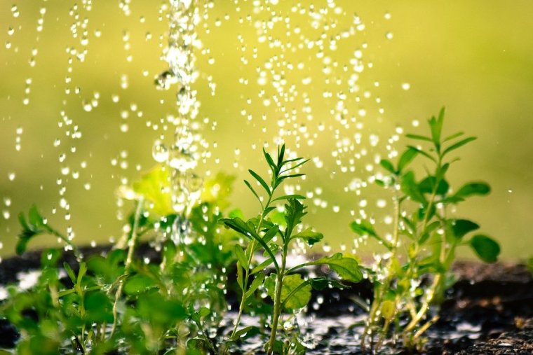kako odrediti koliko vode biljka treba