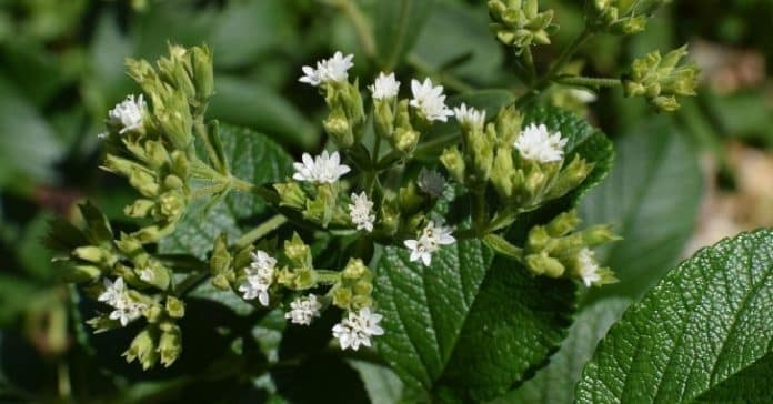Stevia - Sve što morate učiniti prije nego što vas